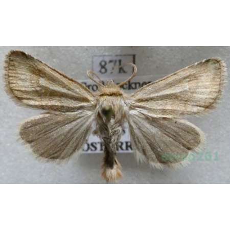 Eriopygodes imbecilla (Fabricius, 1794) Zmierzchówka słabka Austria87k